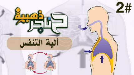 الحلقة الثانية | آلية التنفس